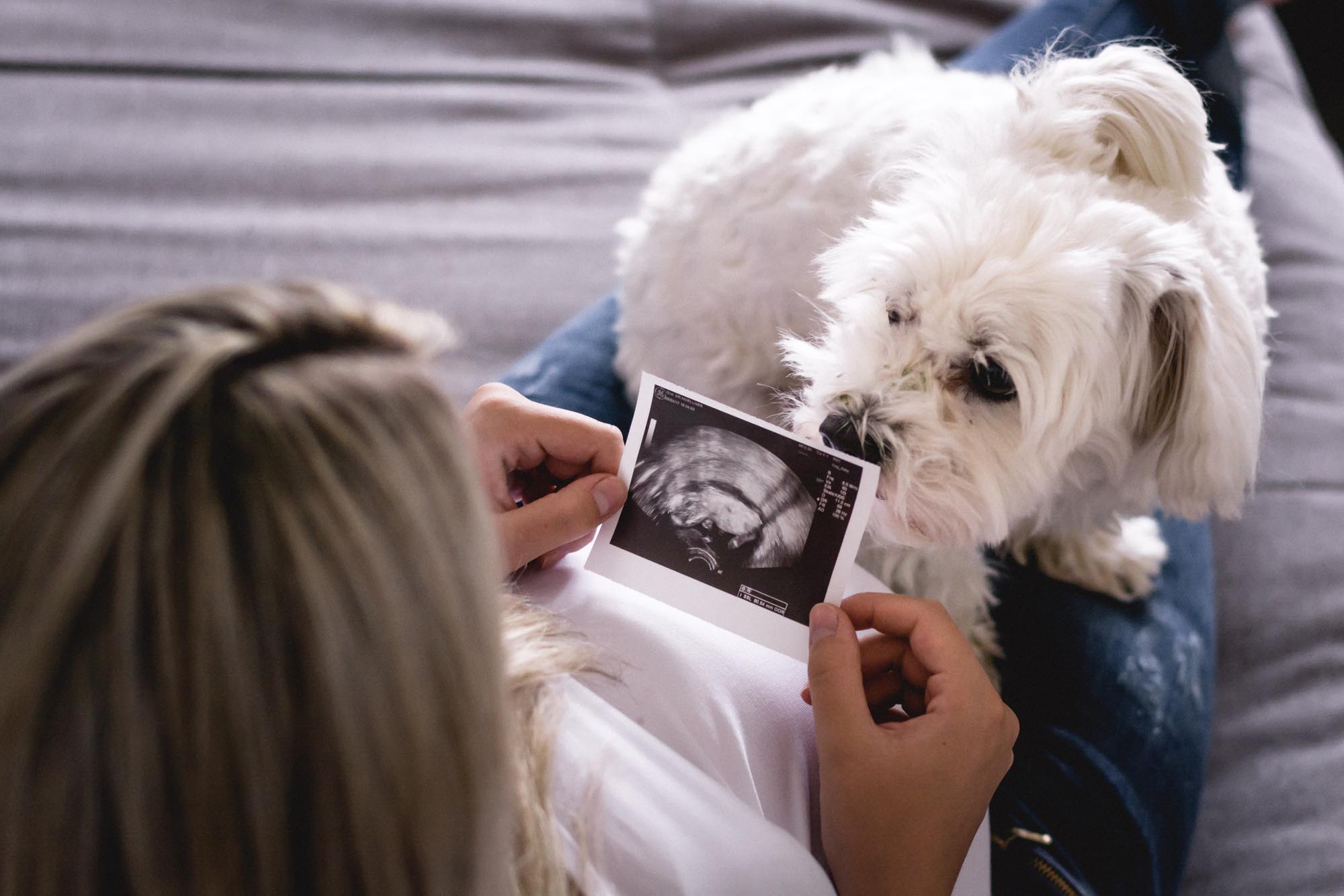 Babybauch_Schwangerschaftsshooting_Mama schaut Ultraschallbild an und Hund ist bei ihr